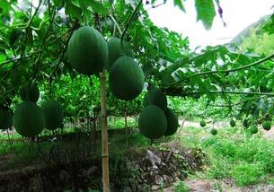 吃瓜百度百科,揭秘网络热点的幕后真相